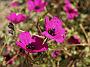 Ger subcaulescens Purpureum_1